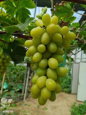 秋天清脆葡萄苗天然无核南方北方种植盆栽地栽爬藤阳台嫁接葡萄苗