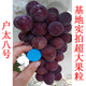 葡萄苗户太八号葡萄苗基地直发纯度保证南北方种植盆栽地栽爬藤