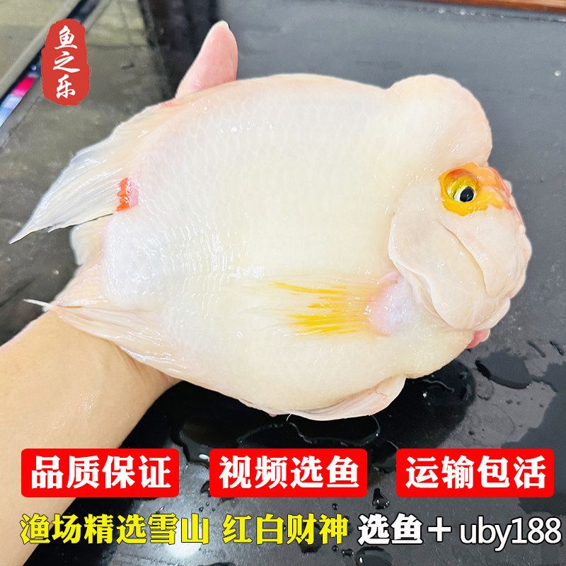 高端雪山财神红白玉鹦鹉鱼黄金色元宝招财起头活体大型热带观赏鱼