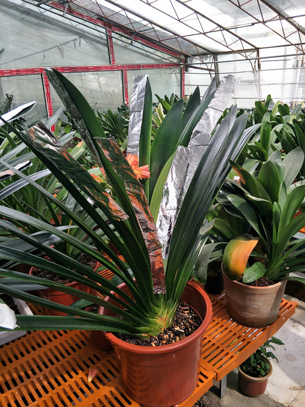 大胜利二胜利子代苗