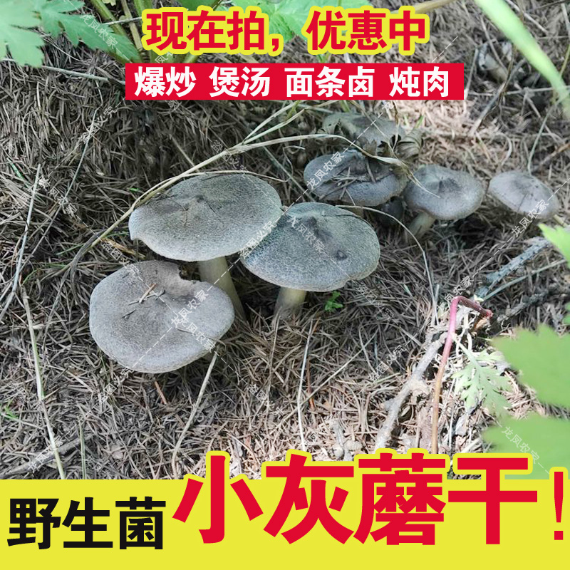 承德小灰蘑菇野生干货