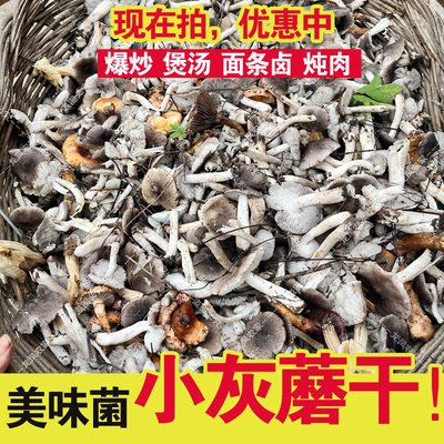 小灰蘑草蘑 承德小灰蘑 草蘑 棕灰口蘑非新鲜小灰蘑菇 灰草蘑干货