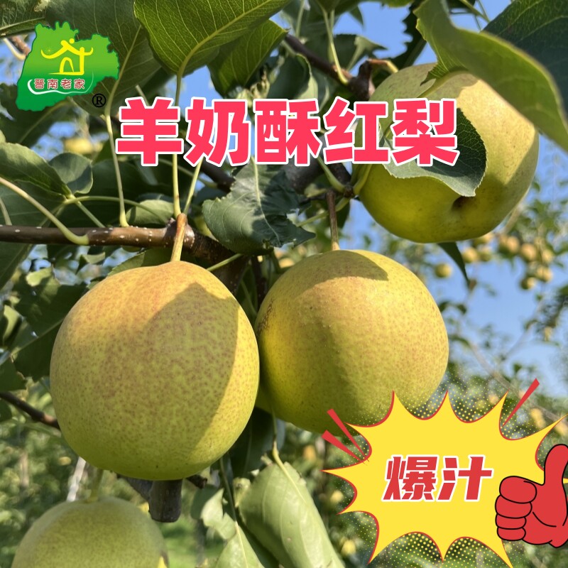 羊奶酥红梨  山西 运城 脆甜梨