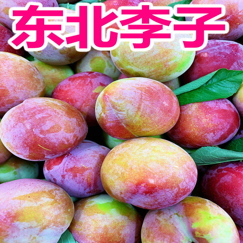 东北盖县大李子秋李子鸡心盖大李子干碗干核脆香蕉李子5斤包邮