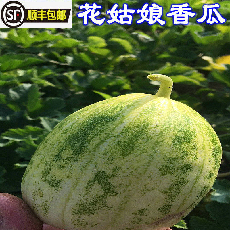 顺风包邮东北特产花姑娘香瓜新鲜