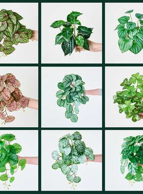 仿真植物造景材料ins风小草仿生绿植摆件仿真花橱窗室内落地装饰