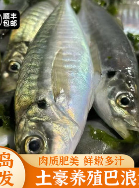 福建东山土豪养殖巴浪鱼