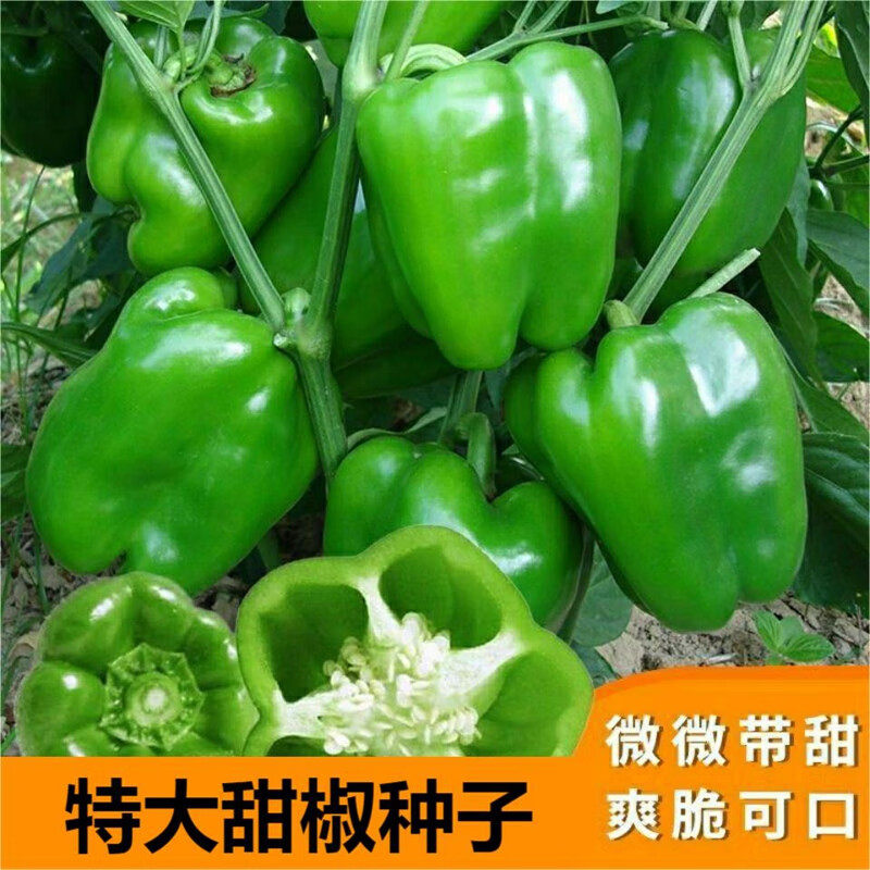 大甜椒种子大椒青椒灯笼椒菜椒辣椒种子阳台盆栽有机蔬菜四季易活