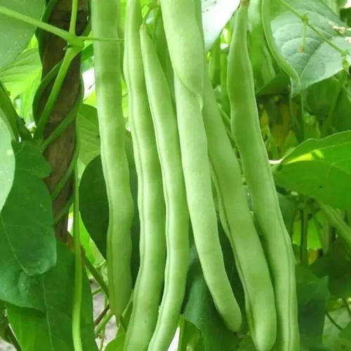 T47无架红花四季豆无架豆种子阳台盆栽不搭架家庭蔬菜种子