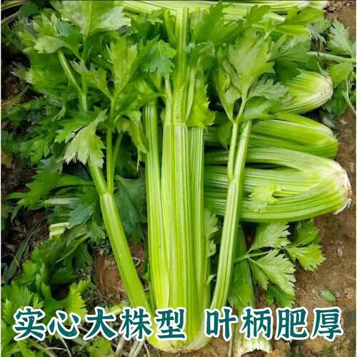 T12西芹种子 家庭蔬菜种子 阳台盆栽四季播种种植
