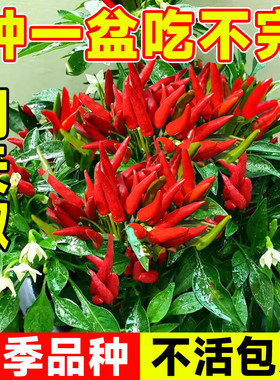 朝天椒种子小米辣种子辣椒种子超辣味强家庭阳台盆栽蔬菜有机四季