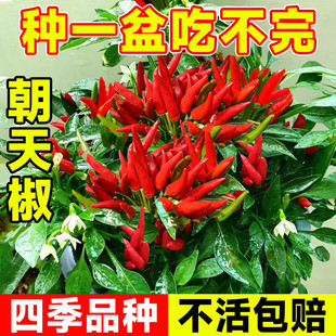 朝天椒种子小米辣种子辣椒种子超辣味强家庭阳台盆栽蔬菜有机四季