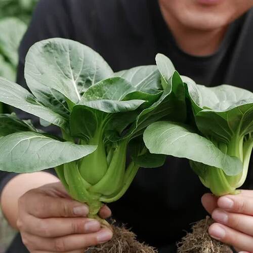 T53苏州青种子 家庭蔬菜种子 阳台盆栽四季播种