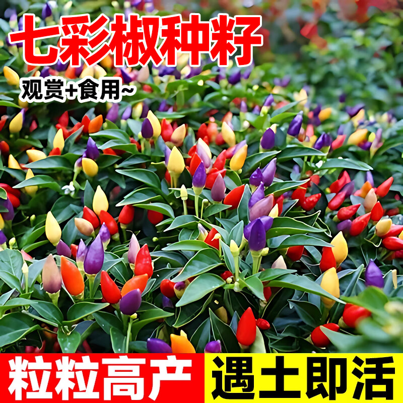 可食用观赏七彩椒种子五彩椒观赏家庭园艺种子