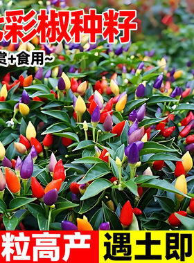 可食用观赏七彩椒种子五彩椒观赏椒辣椒种子阳台盆栽矮杆蔬菜四季