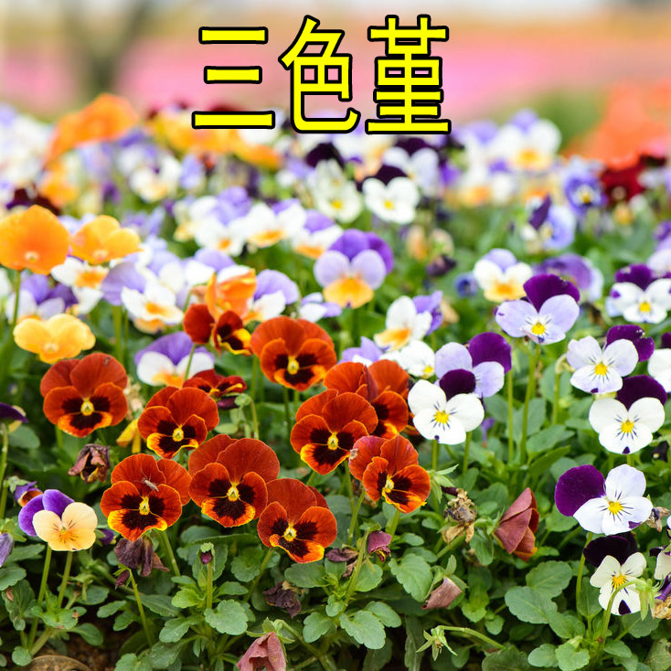 三色堇种子耐寒冬季开花垂吊盆栽花卉春天秋天播种蝴蝶花猫脸花