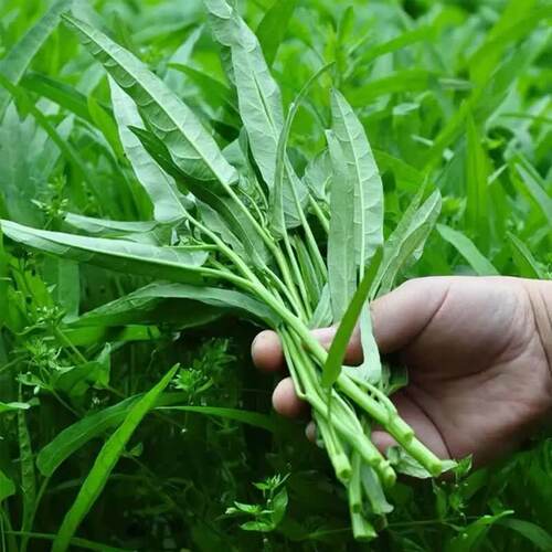 T59柳叶空心菜种子 家庭蔬菜种子阳台盆栽地栽四季播种