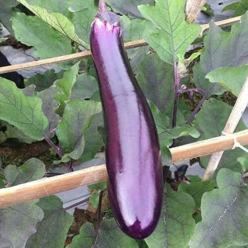 T42紫红长茄种子 茄子种子 家庭蔬菜种子阳台盆栽四季播种