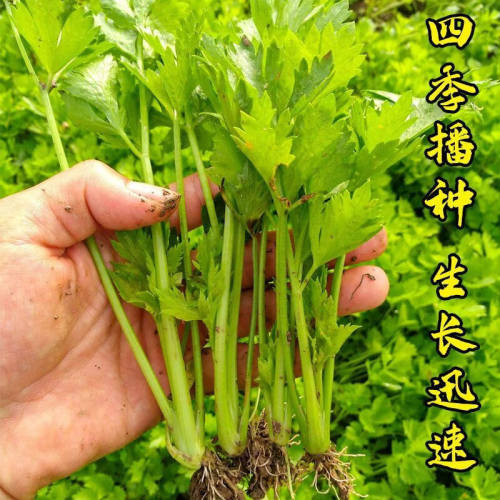 T11四季小香芹种子 家庭蔬菜种子 阳台盆栽四季播种