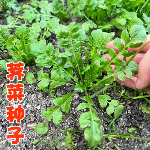 T75荠菜种子 家庭蔬菜种子野菜种子四季播种阳台盆栽