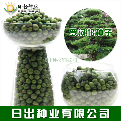 雀舌罗汉松阳台盆栽种子