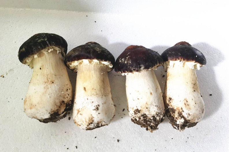 新鲜姬松茸 赤松茸  球盖菇  500g  京津冀满68包邮顺丰