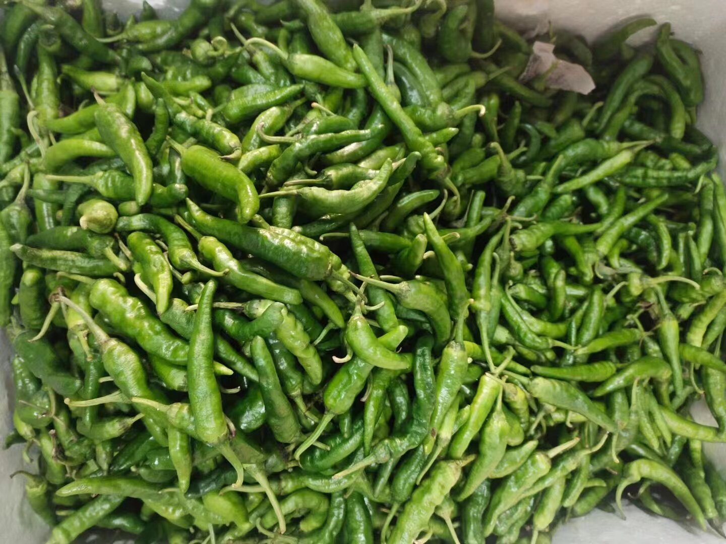 新鲜樟树港辣椒  特菜 新鲜辣椒  特菜 500g