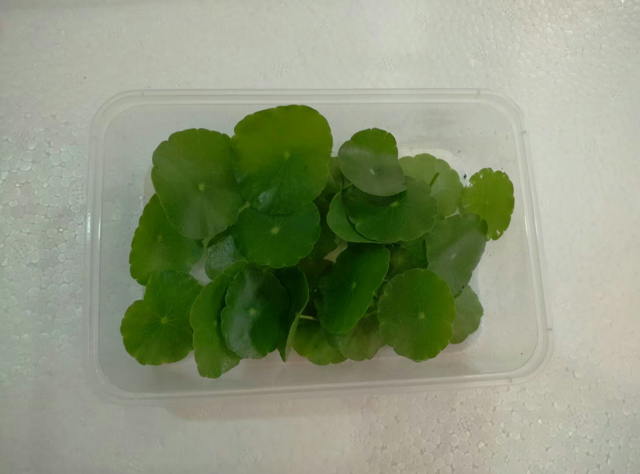 新鲜铜钱草 金钱草 小荷叶  装饰摆盘 京津冀满88包邮顺丰