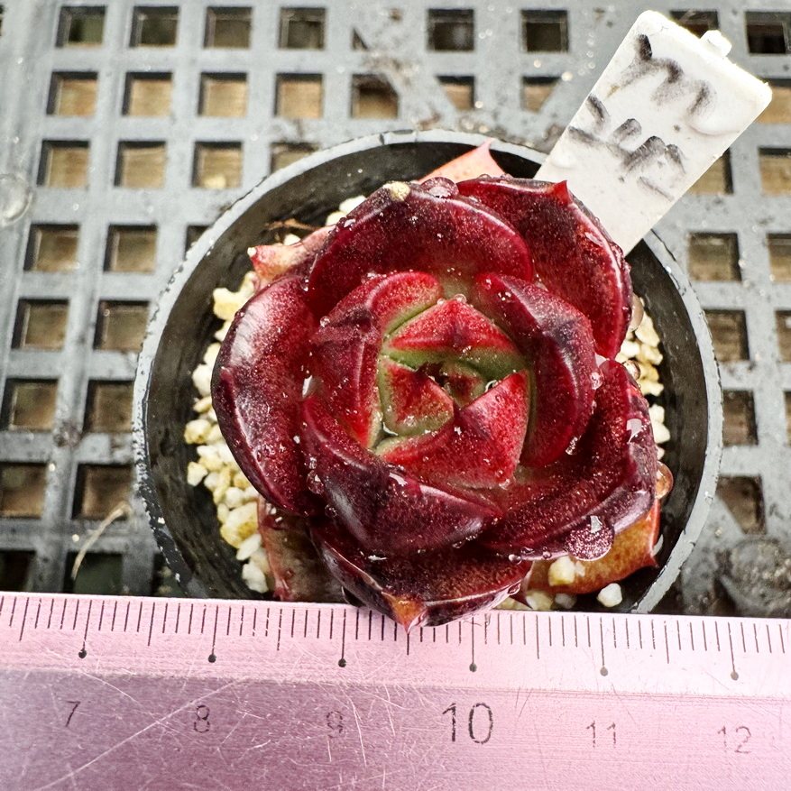 小精品合集  精控小颗肉肉多肉植物小盆栽绿植新手花卉 一物一拍!