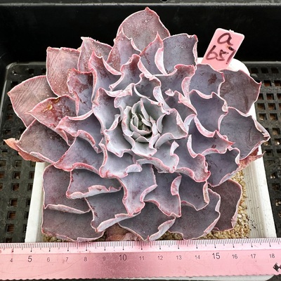 pinky粉红天使超仙肉肉多肉
