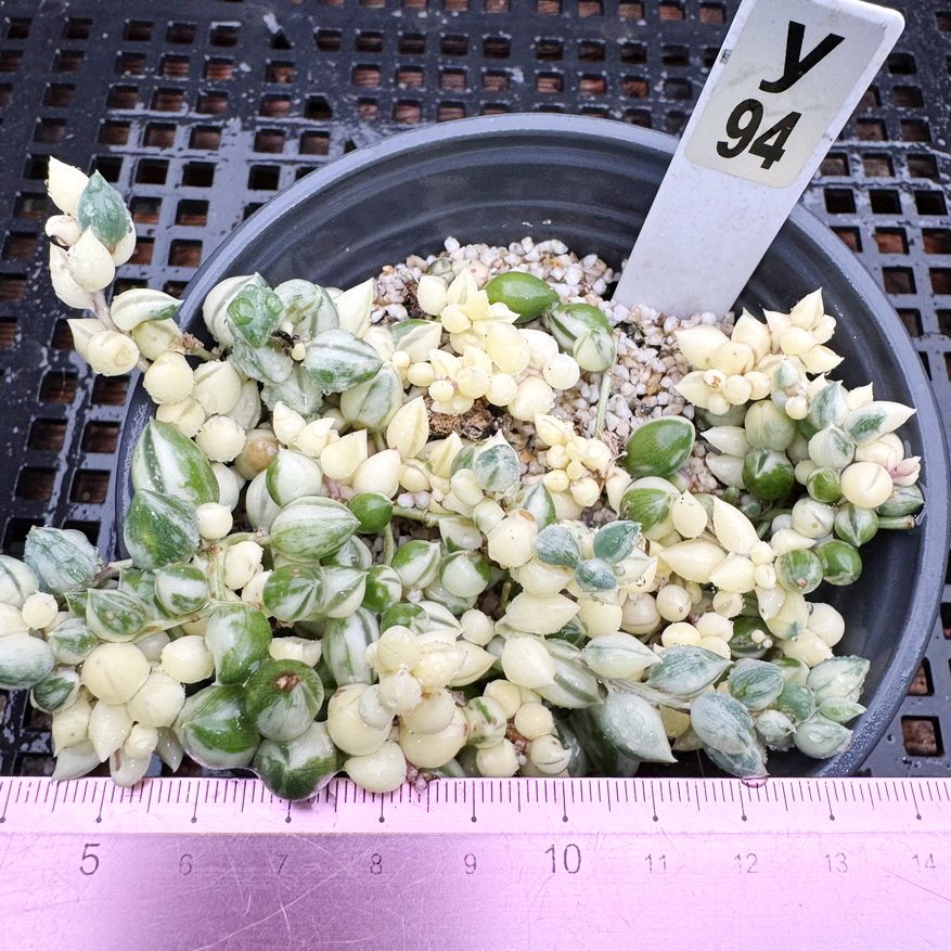 佛珠彩锦  可爱肉肉多肉植物小盆栽绿植新手花卉6cm盆一物一拍！