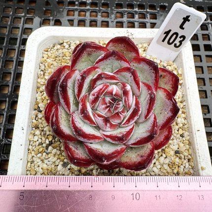 冰巧克力 冰红边月影10cm盆肉肉多肉植物盆栽绿植新手  一物一拍