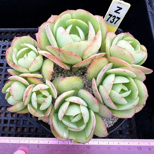 鸡蛋碧桃  老桩群多肉植物肉肉盆栽新手耐旱绿植一物一拍