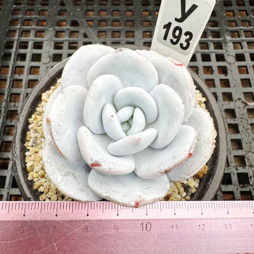 丸叶雪莲 肉肉多肉植物小盆栽绿植新手花卉 一物一拍！9cm盆
