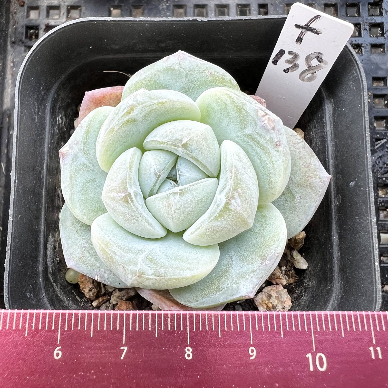 翡翠冰玉 暗纹冰透 肉肉多肉植物小盆栽绿植新手 一物一拍!