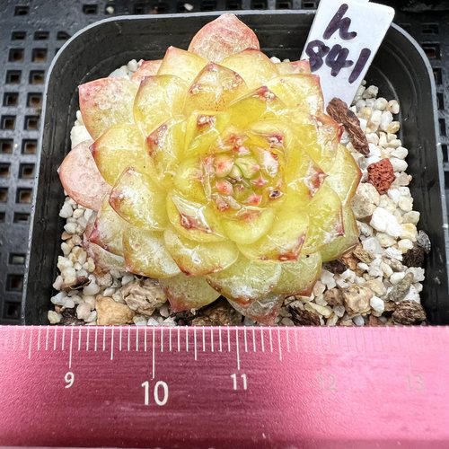 正版冰魄冰透糖心肉肉多肉植物