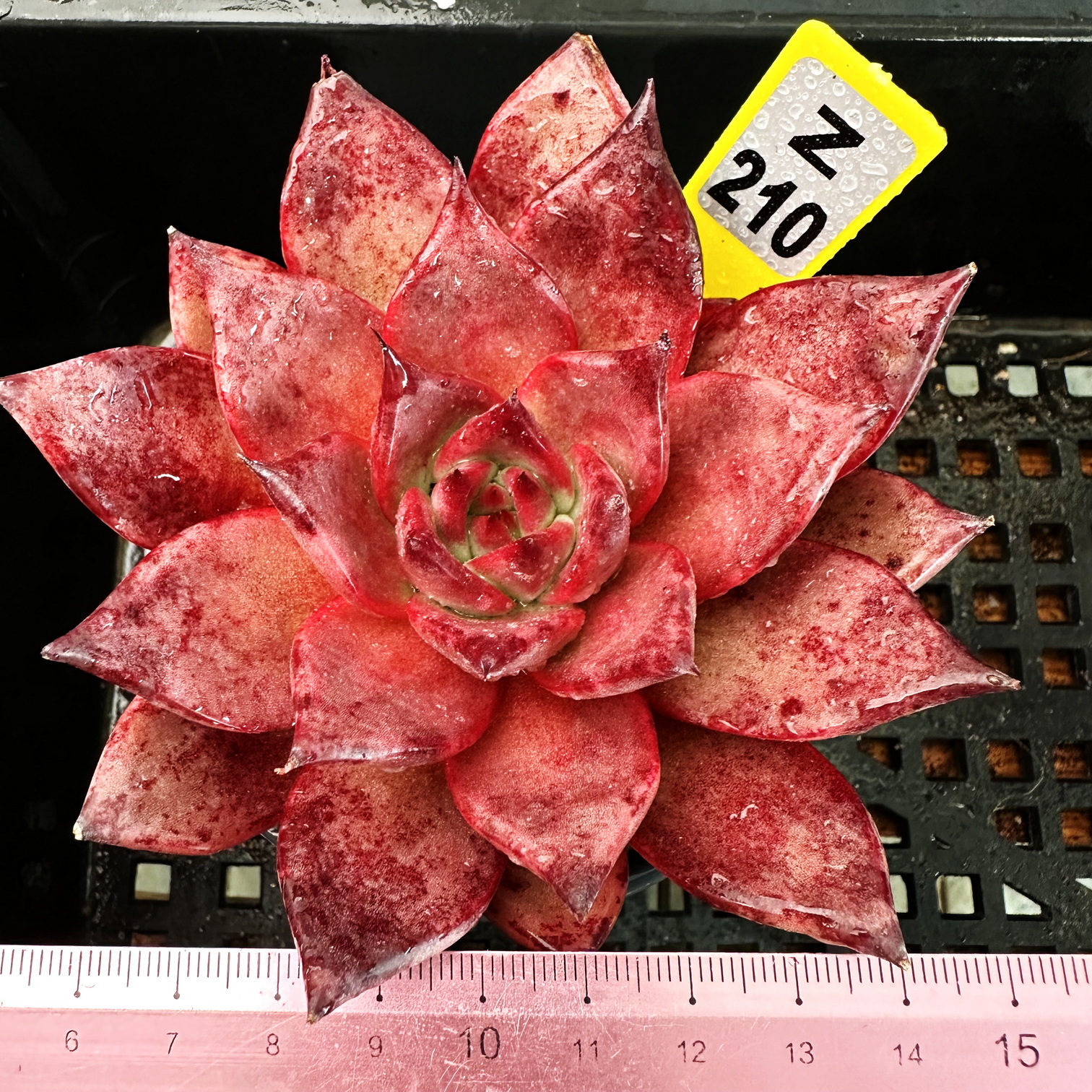 血罗肉肉多肉植物小盆栽