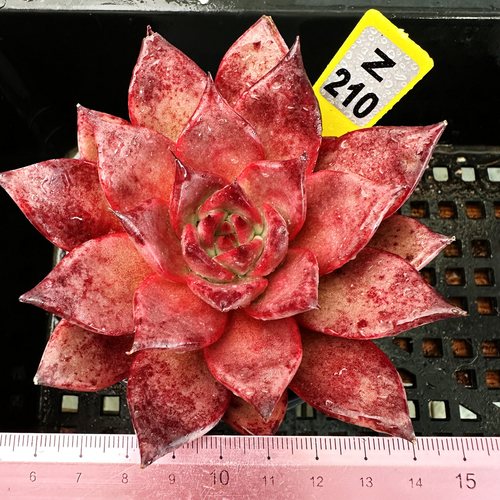 血罗肉肉多肉植物小盆栽