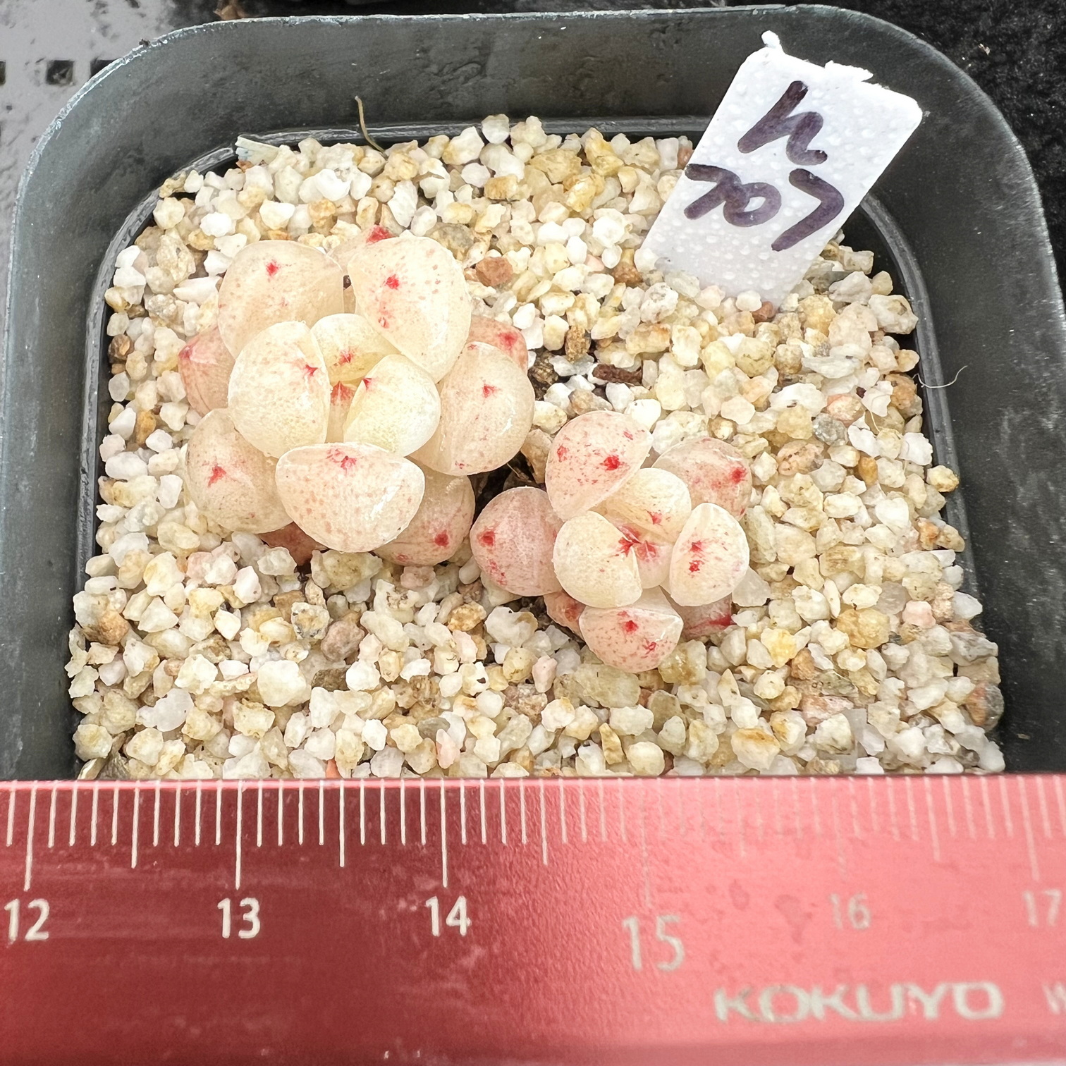 琉璃盏冰透暗纹肉肉多肉