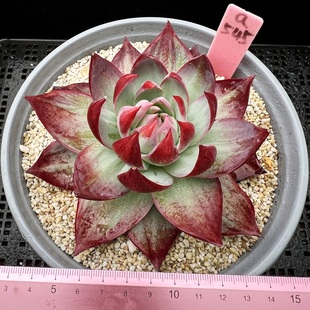 惊鸿仙子  宽叶9cm盆卡西乌斯锦肉肉多肉植物小盆栽新手 一物一拍