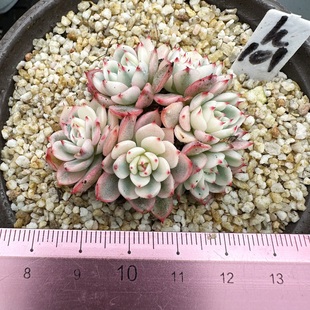 多肉植物 肉肉 覆轮锦 绿植新手 9cm盆 姬莲锦 一物一拍 砍头群