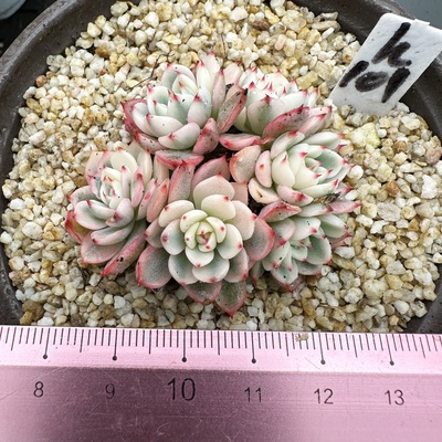 姬莲锦小颗多肉植物覆轮锦