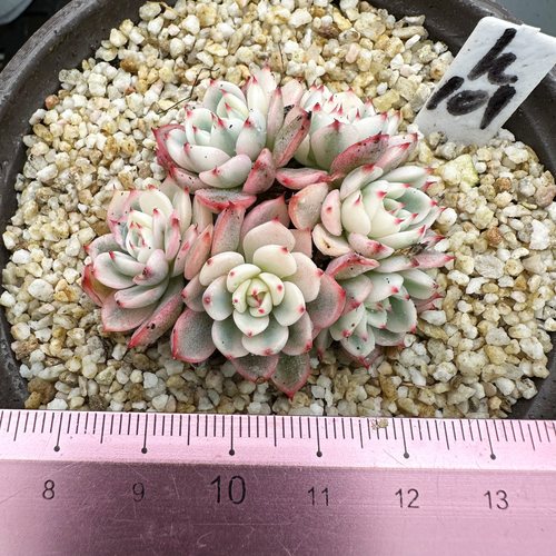 姬莲锦小颗多肉植物覆轮锦