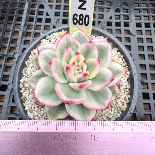 蔚蓝锦朱碧锦多肉植物