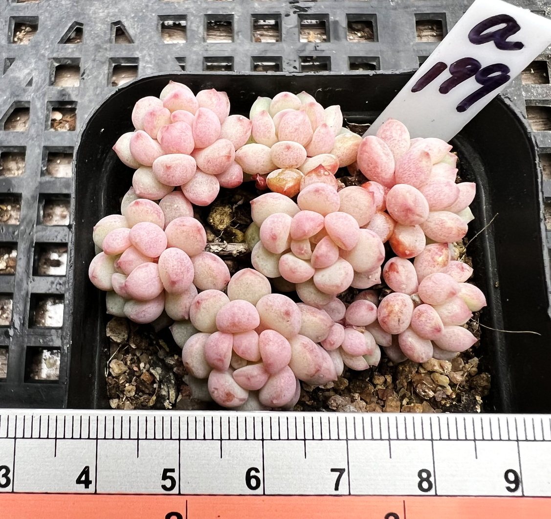 萌豆 群生6cm盆 可爱肉肉多肉植物小盆栽绿植新手花卉 一物一拍!