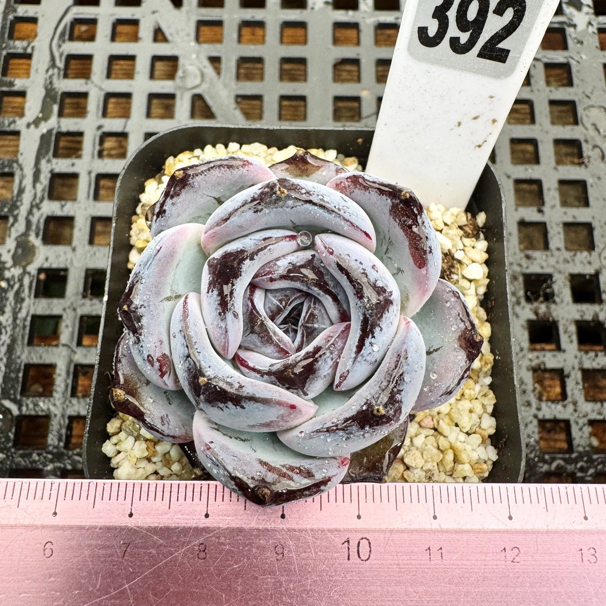 黑橙子 墨玉 暗黑系多肉 肉肉多肉植物小盆栽绿植花卉  一物一拍