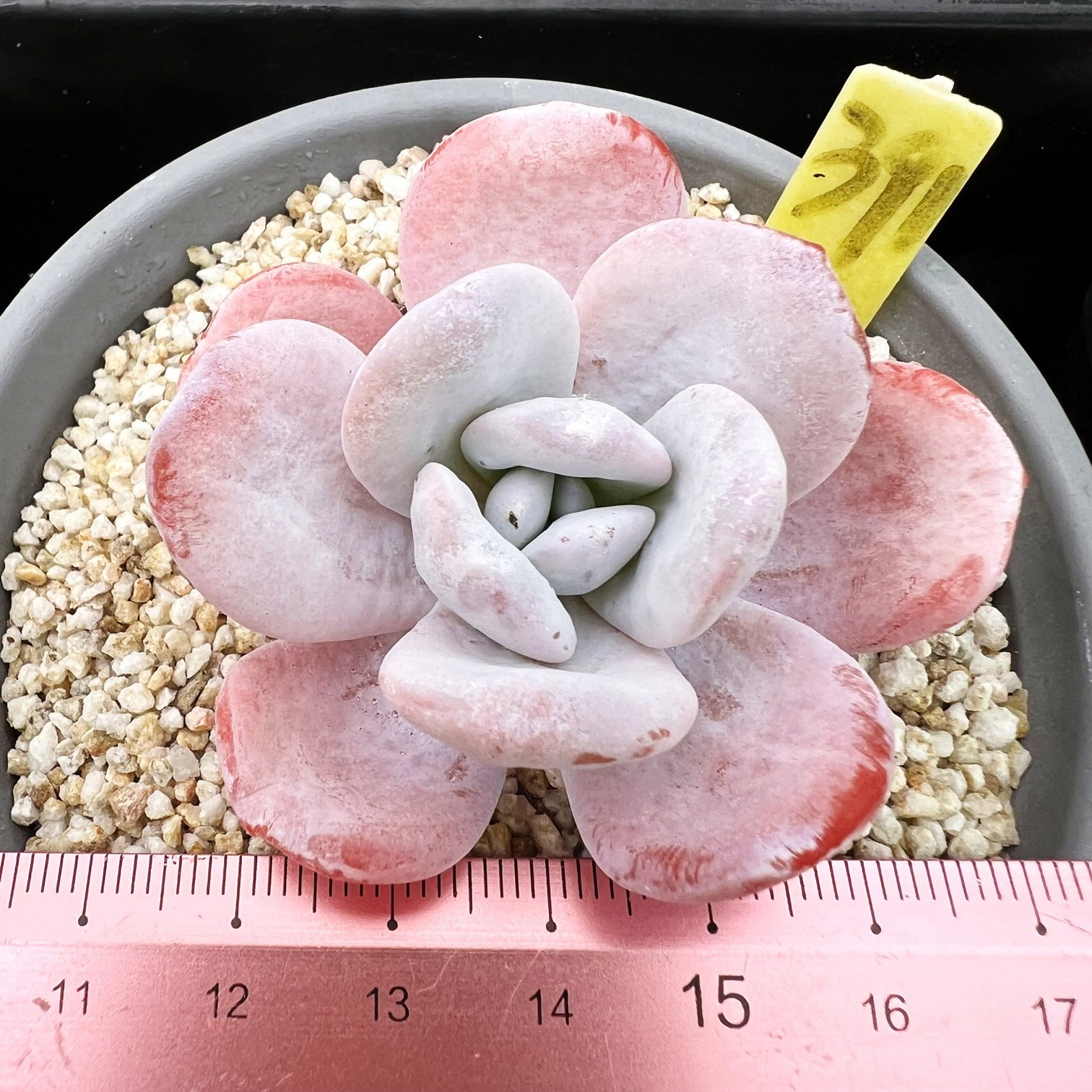 正版白茶  粉透特选肉肉多肉植物小盆栽绿植新手花卉  一物一拍!