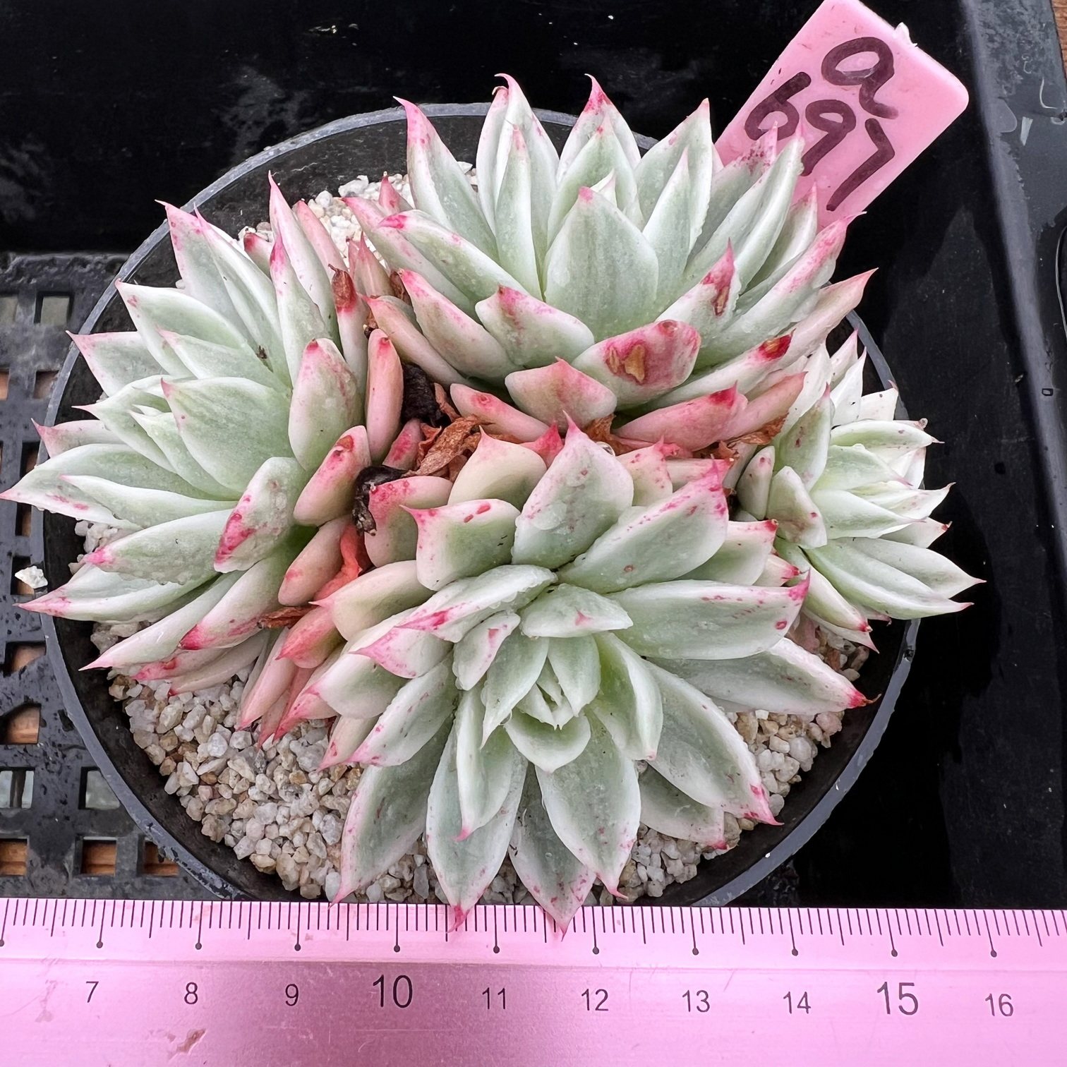 覆轮锦 变异多肉植物盆栽肉肉盆栽绿植花卉一物一拍