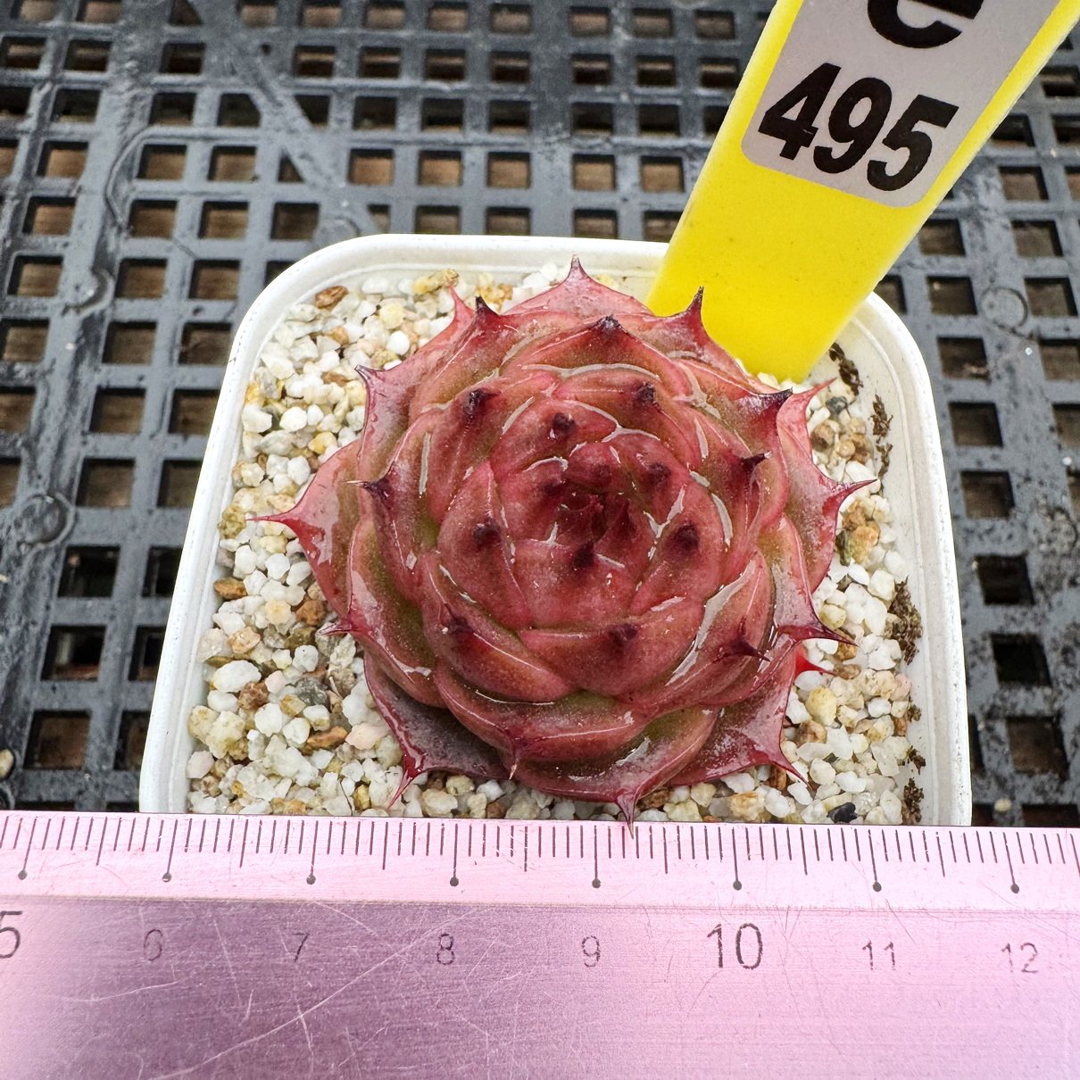 丛夏 长睫毛包子水晶多肉 肉肉精控多肉新手盆栽一物一拍6cm盆