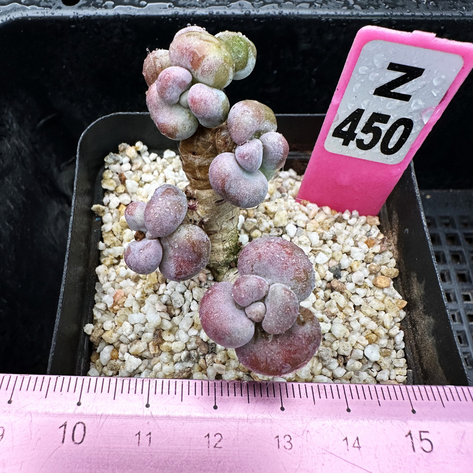 腰子蛋小群 整群 肉肉多肉植物小盆栽绿植新手花卉  一物一拍！